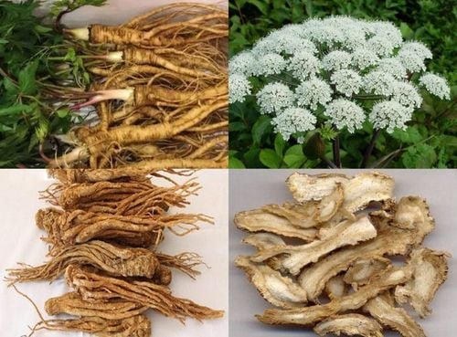 Đông y tiết lộ: 7 loại thảo dược bổ huyết, tăng cường tuần hoàn máu