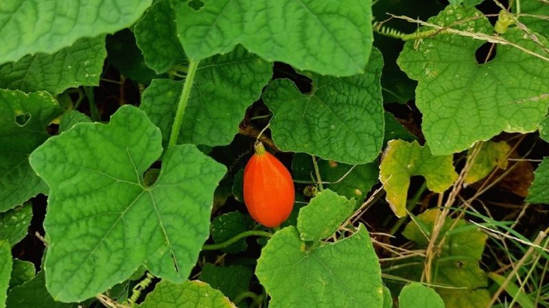 Bài thuốc nam chữa liệt nửa người sau tai biến mạch máu não