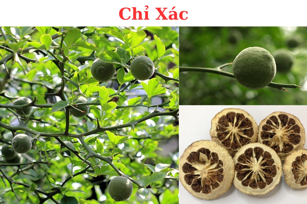 Chỉ xác: Dược liệu quý trong Đông y và những công dụng tuyệt vời với sức khỏe