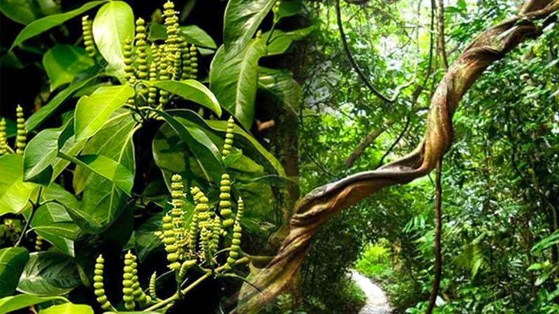Cây Gắm: Dược liệu tự nhiên hỗ trợ điều trị xương khớp