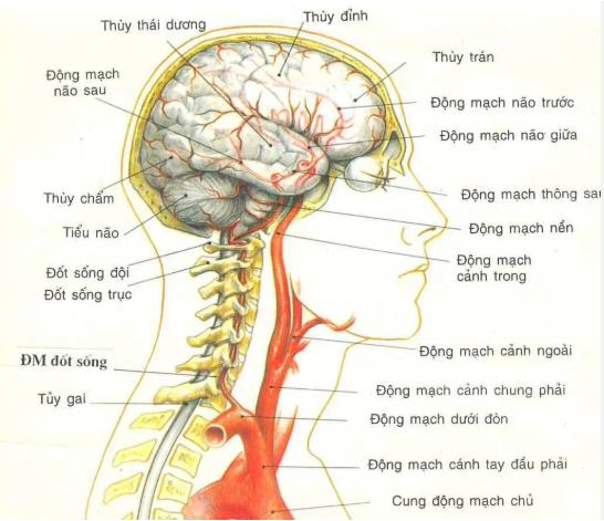 Hẹp động mạch đốt sống gây thiểu năng tuần hoàn não: Những điều cần biết